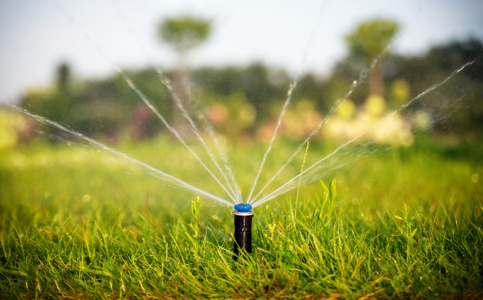 Guide de l'arrosage automatique goutte à goutte pour un jardin verdoyant au Maroc