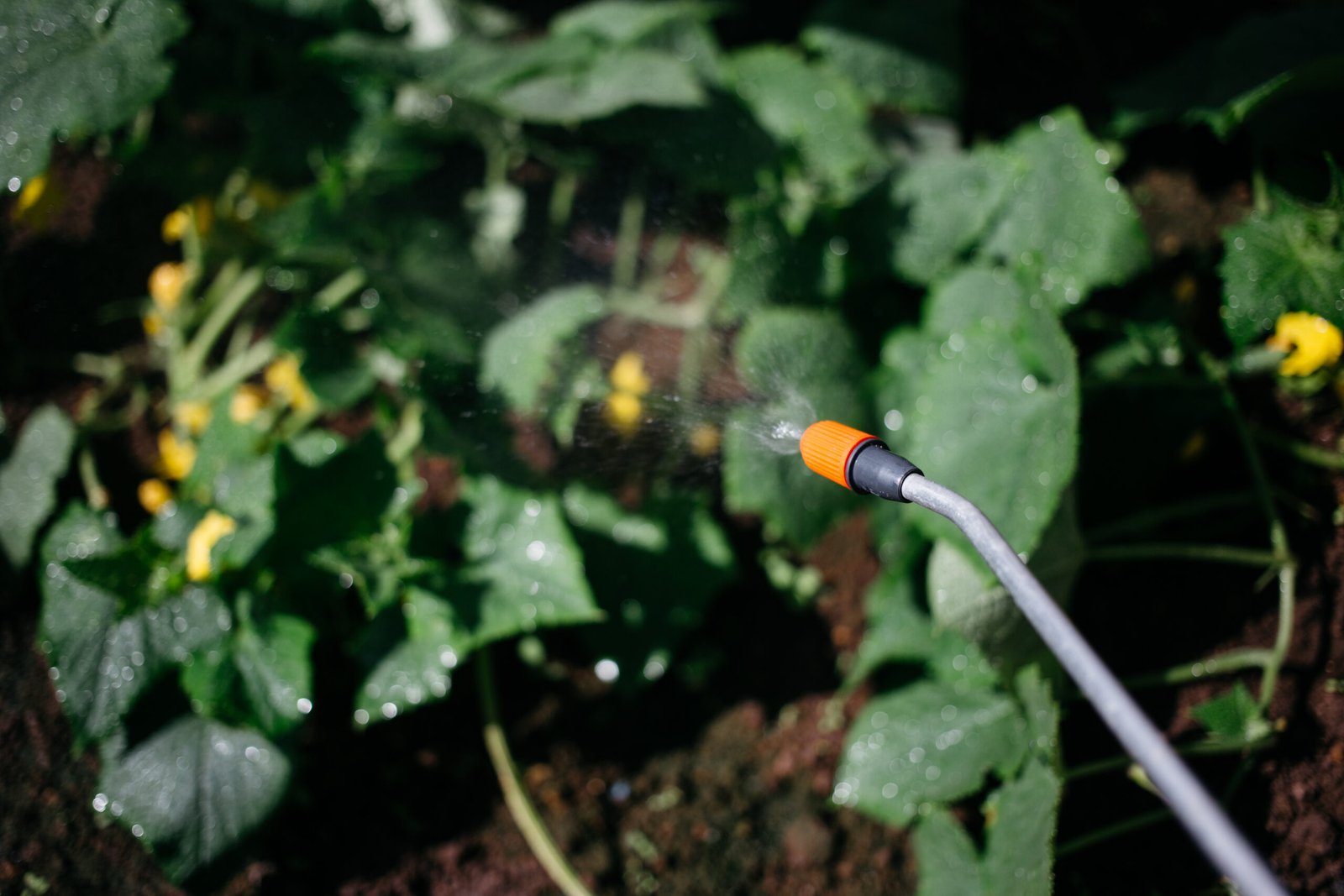 Arrosage automatique goutte à goutte : Guide complet pour un jardin verdoyant au Maroc 3 Guide de l'arrosage automatique goutte à goutte pour un jardin verdoyant au Maroc